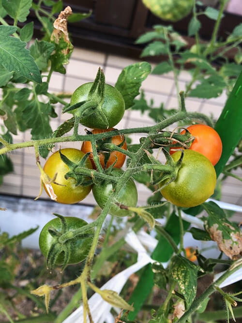 畑でとれた夏野菜