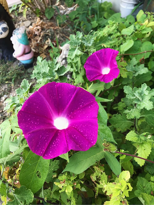 畑の朝顔