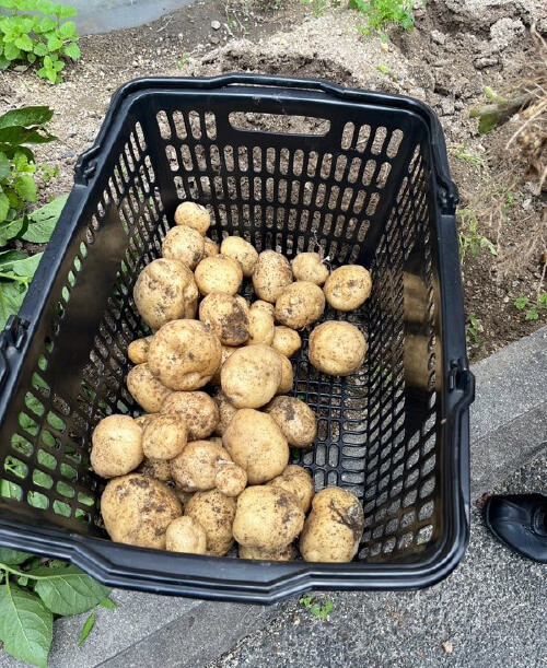 大収穫祭でとれたじゃがいもの写真