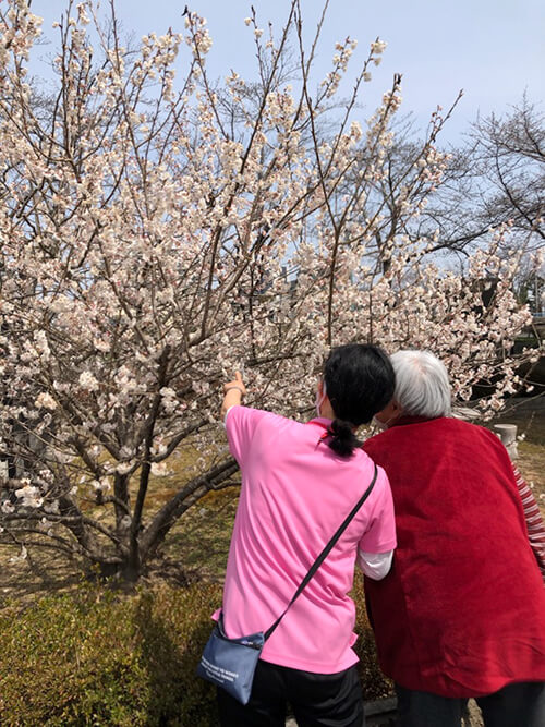 さくらんぼの花