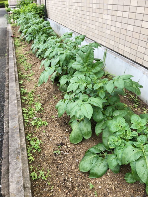 花壇に植えられた野菜